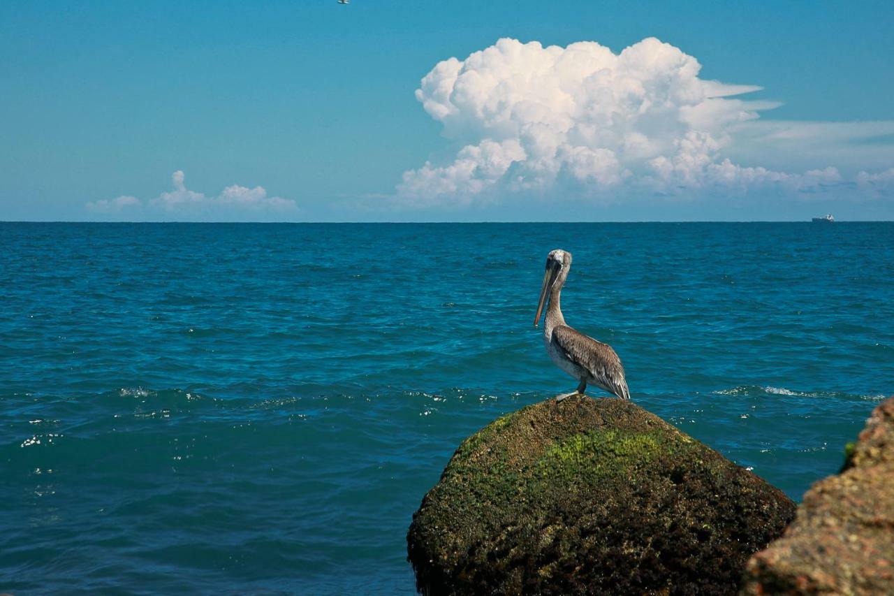 Island Serenity South Padre Island Eksteriør bilde